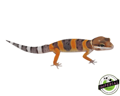 Claico Firefox leopard gecko for sale, buy reptiles online
