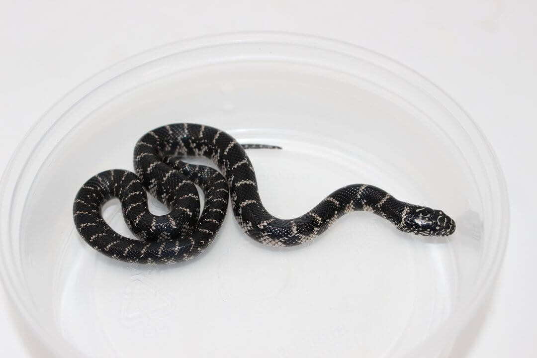 Anery Florida Kingsnake For Sale Imperial Reptiles IMPERIAL