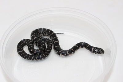 fl anery kingsnake for sale online at cheap prices, buy reptiles online 