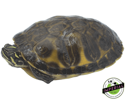 red belly cooter slider turtle for sale, buy reptiles online
