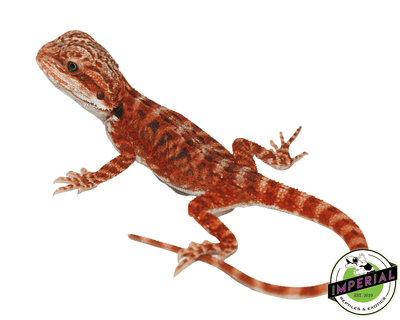bearded dragon for sale online, buy bearded dragons at cheap prices