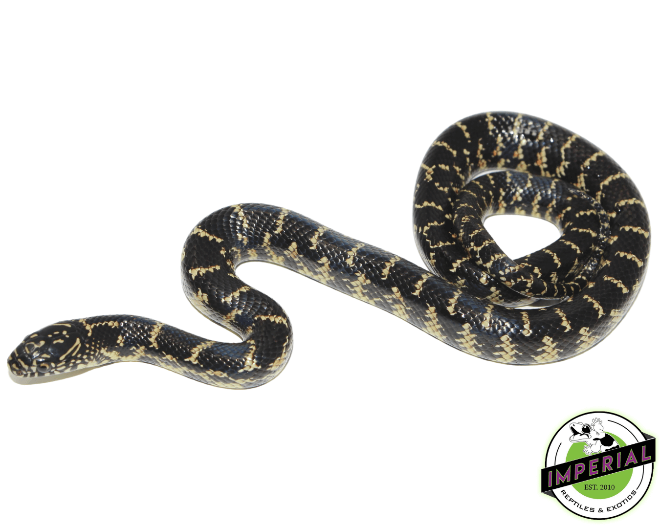 Florida Kingsnake For Sale Imperial Reptiles – IMPERIAL REPTILES