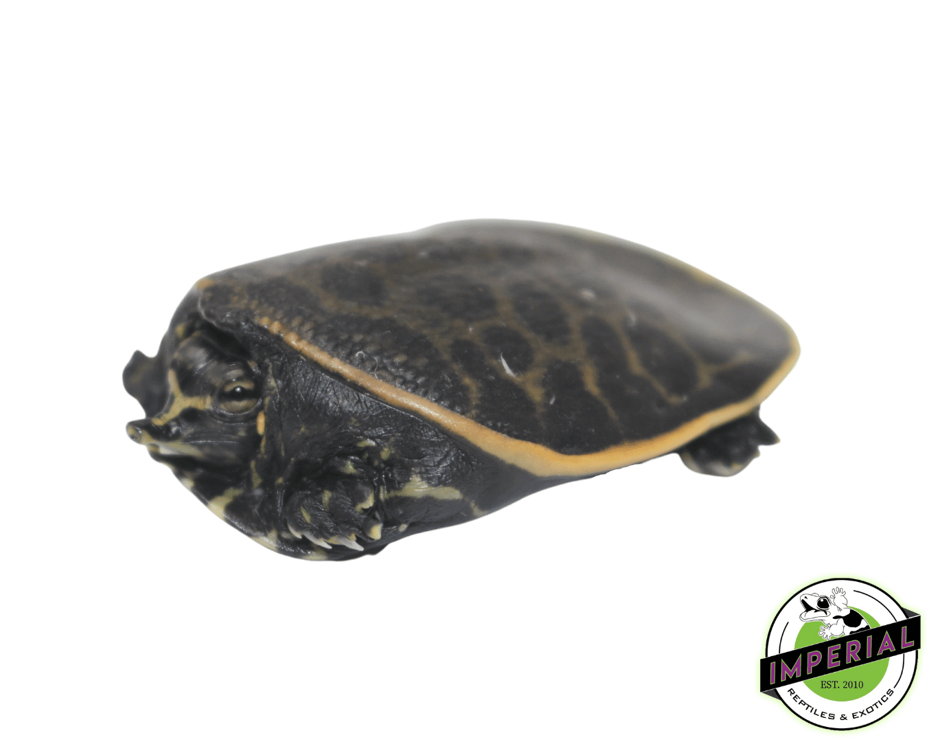 softshell turtle for sale online, buy soft shell turtles near me at cheap prices