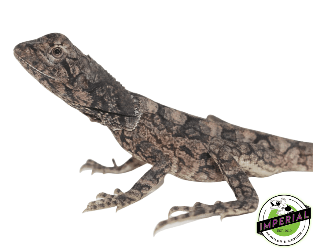 Frilled dragon enclosure for sale online