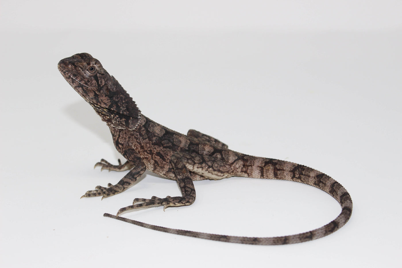 frilled dragon for sale, buy reptiles online