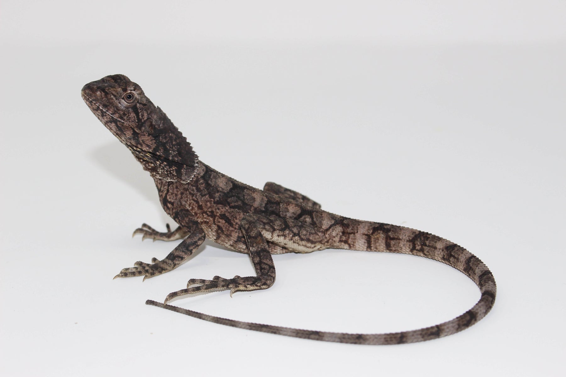Frilled Dragon For Sale Imperial Reptiles – IMPERIAL REPTILES