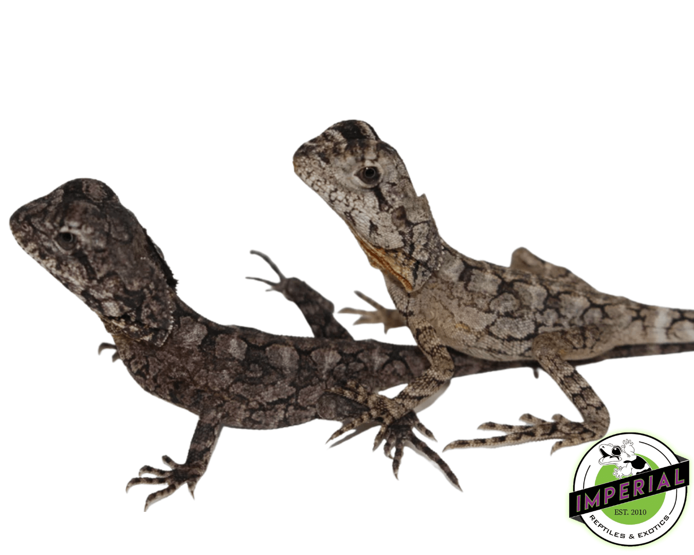 Frilled Dragon For Sale Imperial Reptiles IMPERIAL REPTILES & EXOTICS