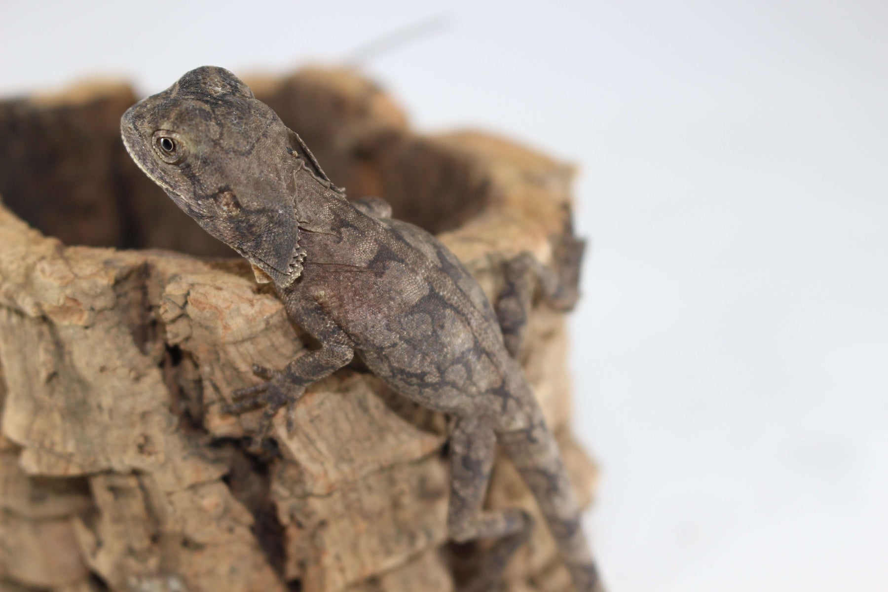 Frilled Dragon For Sale Imperial Reptiles IMPERIAL REPTILES & EXOTICS