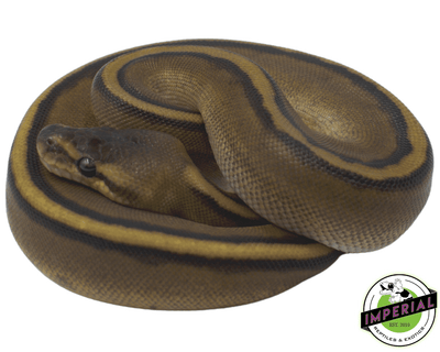 genetic stripe ball python for sale, buy reptiles online