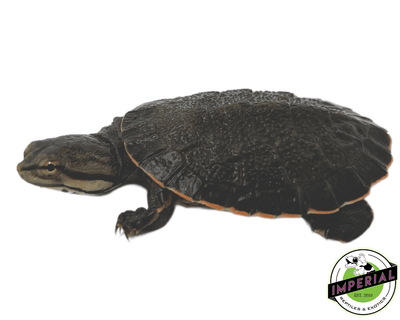 geoffroys  turtle for sale online, buy reptiles at cheap prices