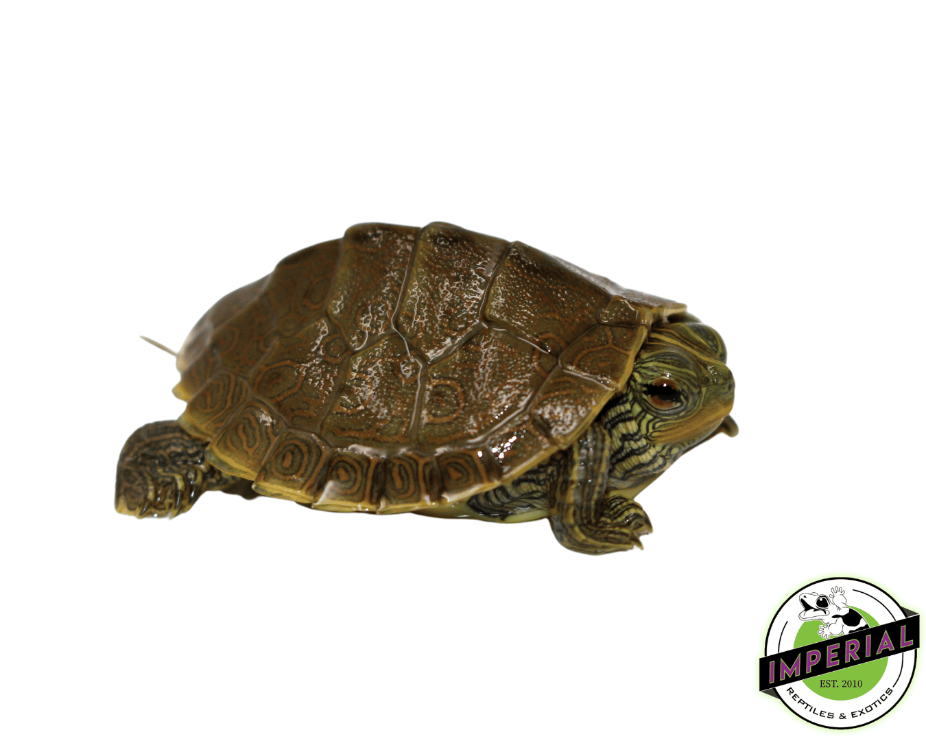 geographic map turtle for sale, buy reptiles online