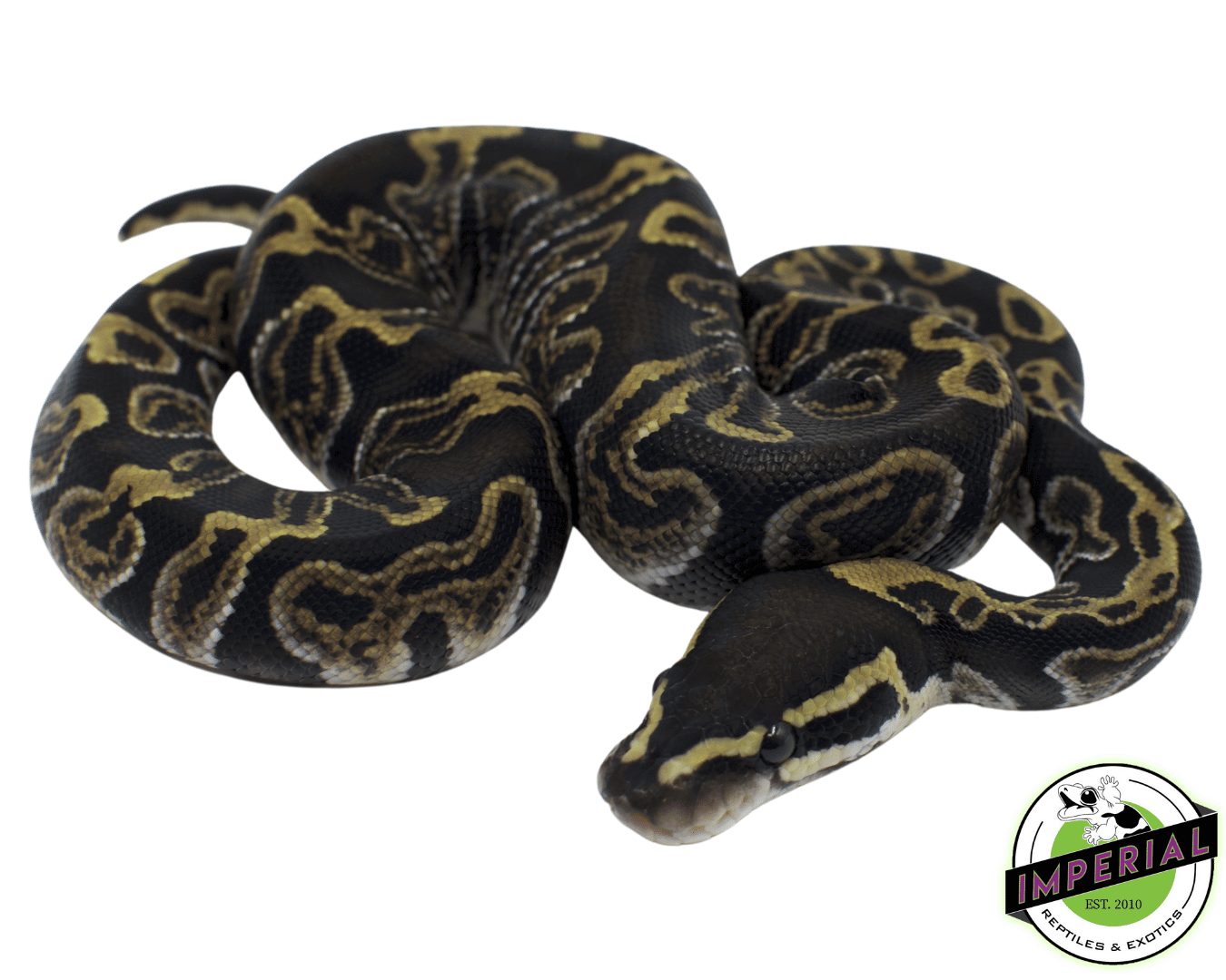 GHI Ball Python For Sale - Imperial Reptiles – IMPERIAL REPTILES & EXOTICS