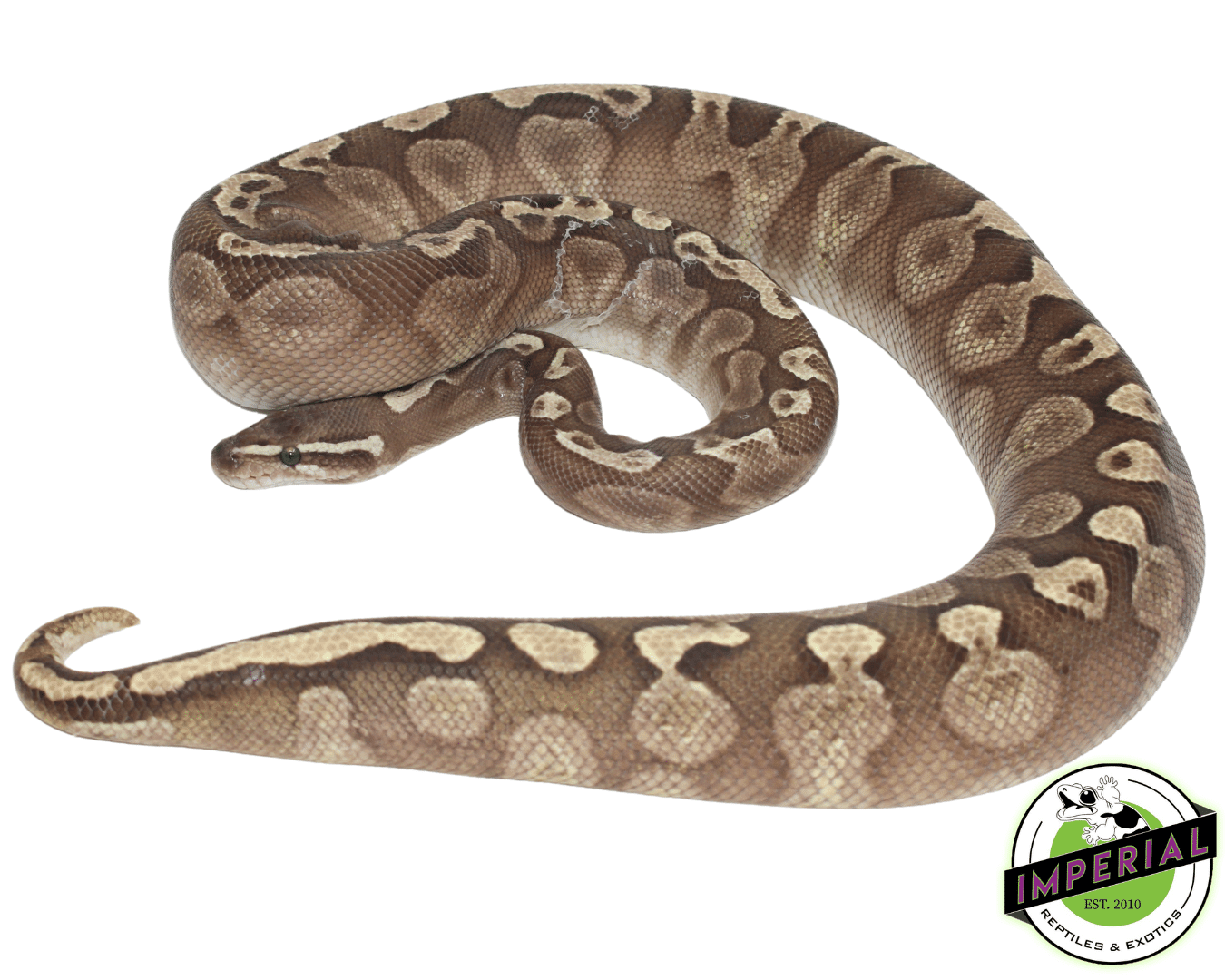 GHI Lesser Ball Python Adult For Sale - Imperial Reptiles – IMPERIAL ...