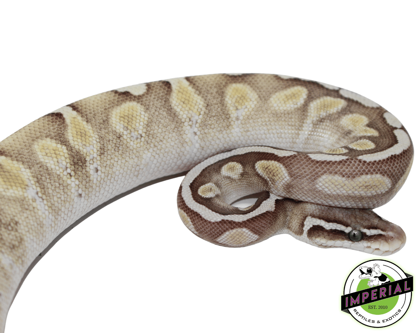 ghi lesser enchi ball python for sale online, buy ball pythons near me at cheap prices