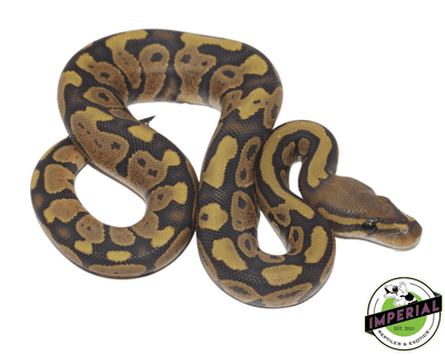 ghost ball python for sale, buy reptiles online