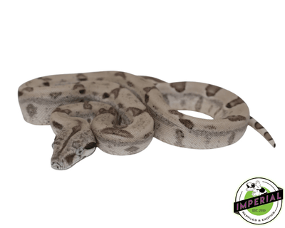 ghost colombian boa constrictor for sale, buy reptiles online
