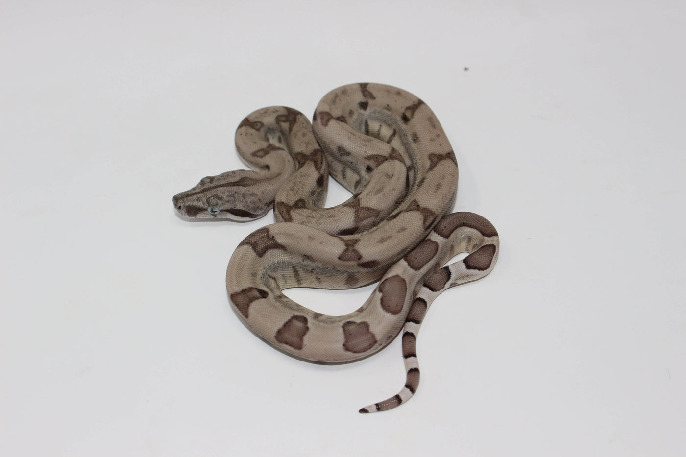 ghost colombian boa constrictor for sale, buy reptiles online