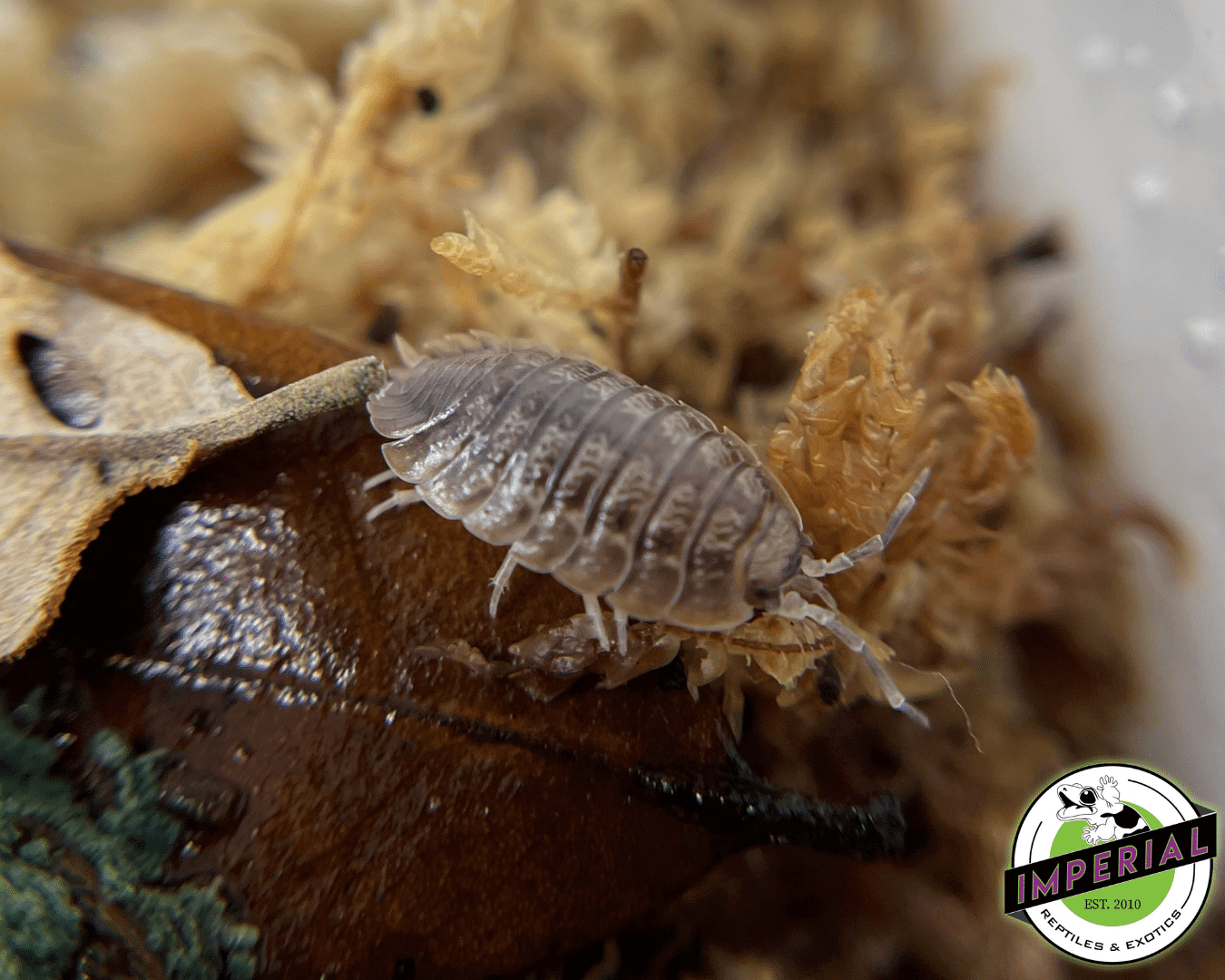 Giant Canyon Isopods For Sale - Imperial Reptiles – IMPERIAL REPTILES ...