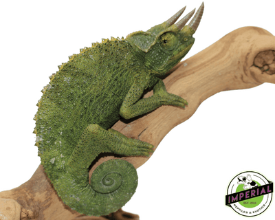 true jacksons chameleon for sale, buy reptiles online