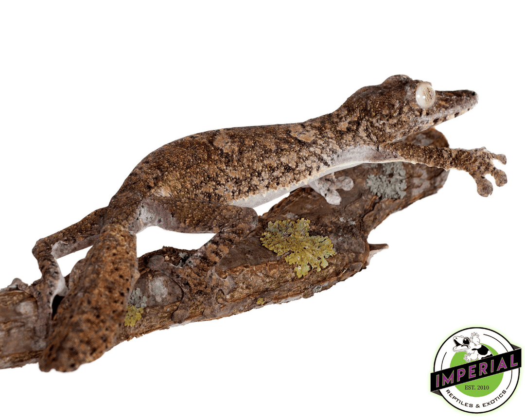 【美品】OZWRT Agave Leaf Tailed Gecko 17cm 美品】OZWRT Agave Leaf Tailed Gecko - メルカリ