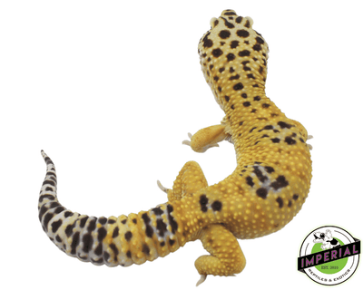 Giant Leopard Gecko Adult