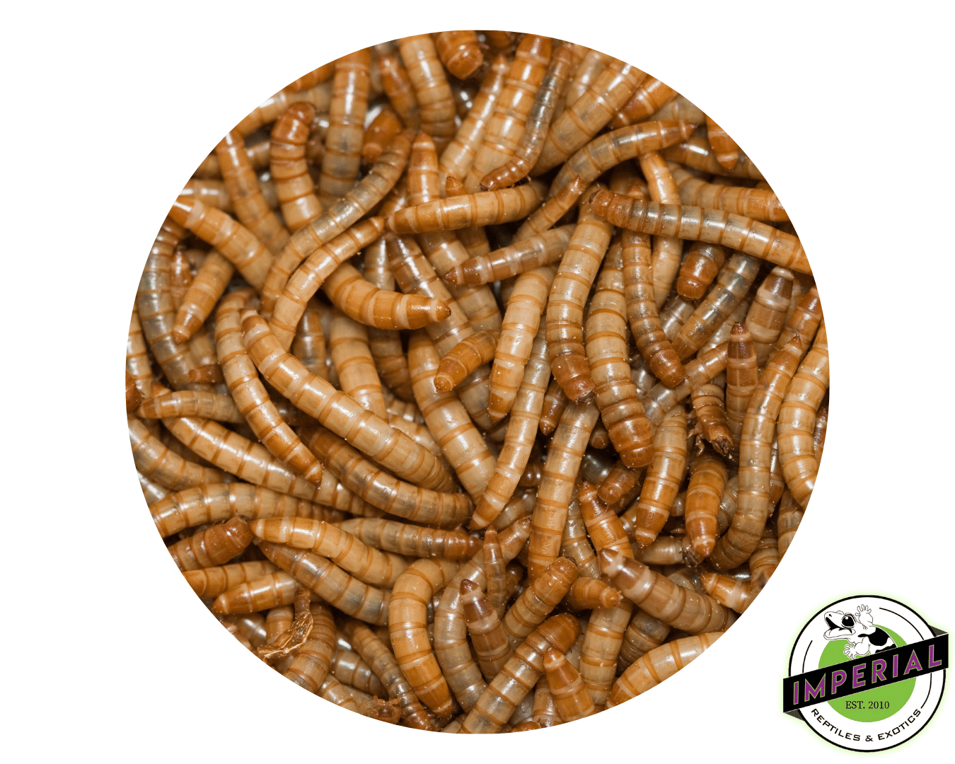 Giant Mealworms For Sale Imperial Reptiles IMPERIAL REPTILES & EXOTICS