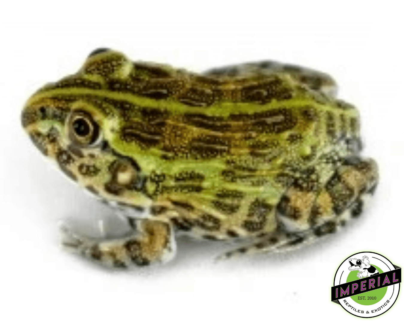 giant pixie frog for sale, buy amphibians online