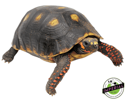 giant  red foot tortoise for sale, buy reptiles online
