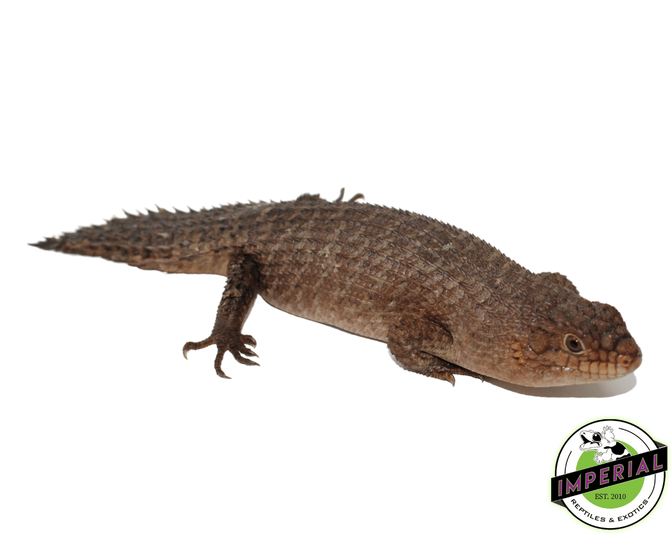 Gidgee Spiney Tail Skinks (Egernia stokesii) For Sale Imperial