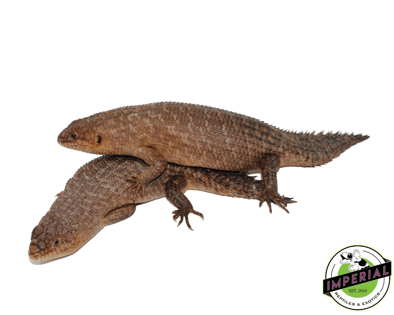 Gidgee Spiney Tail Skinks (Egernia stokesii) For Sale Imperial