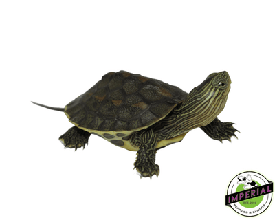chinese golden thread turtle for sale, buy reptiles online