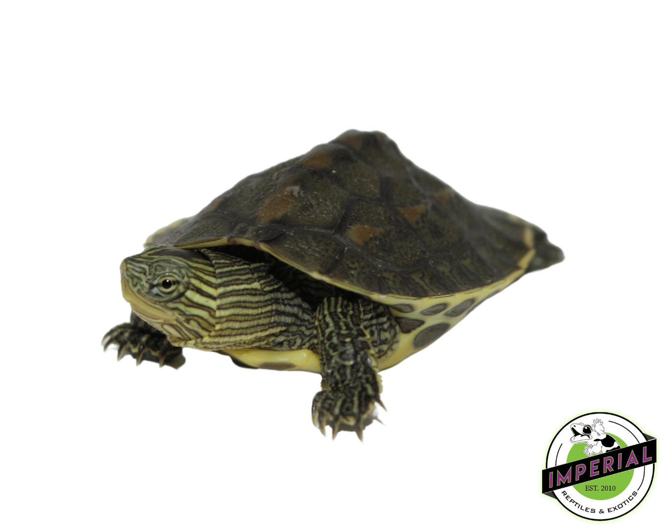 chinese golden thread turtle for sale, buy reptiles online