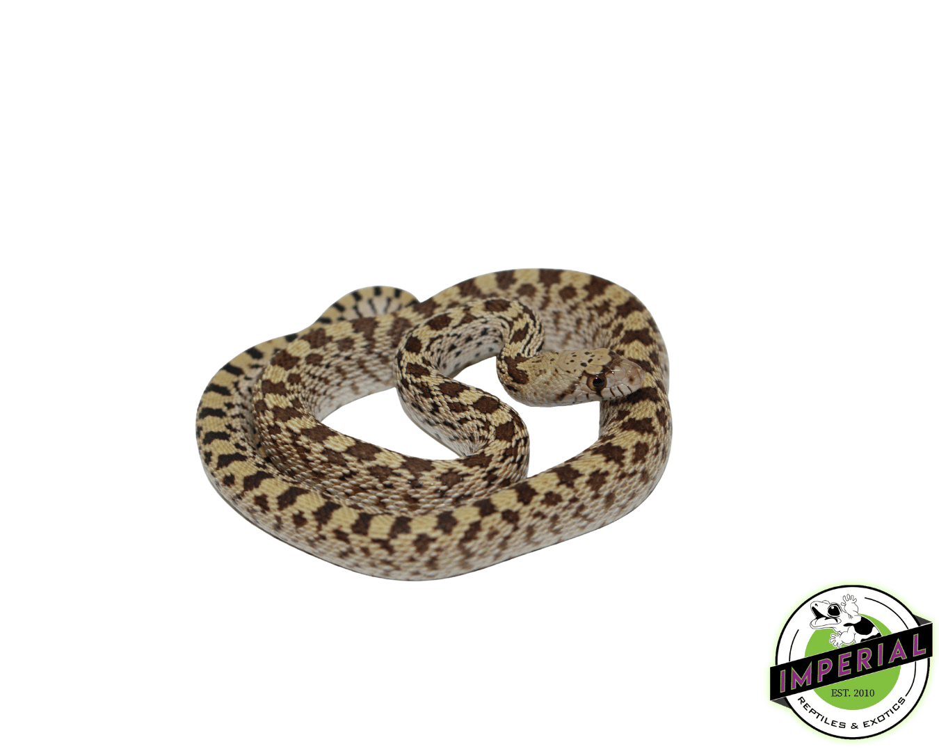 gopher snake for sale online, buy gopher snake near me at cheap prices