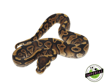 Gravel ball python for sale, buy reptiles online