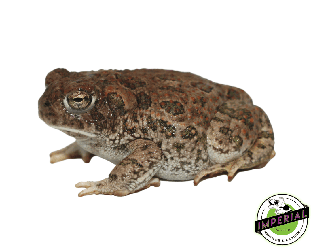 great-plains-toad-for- great-plains-toad-for-