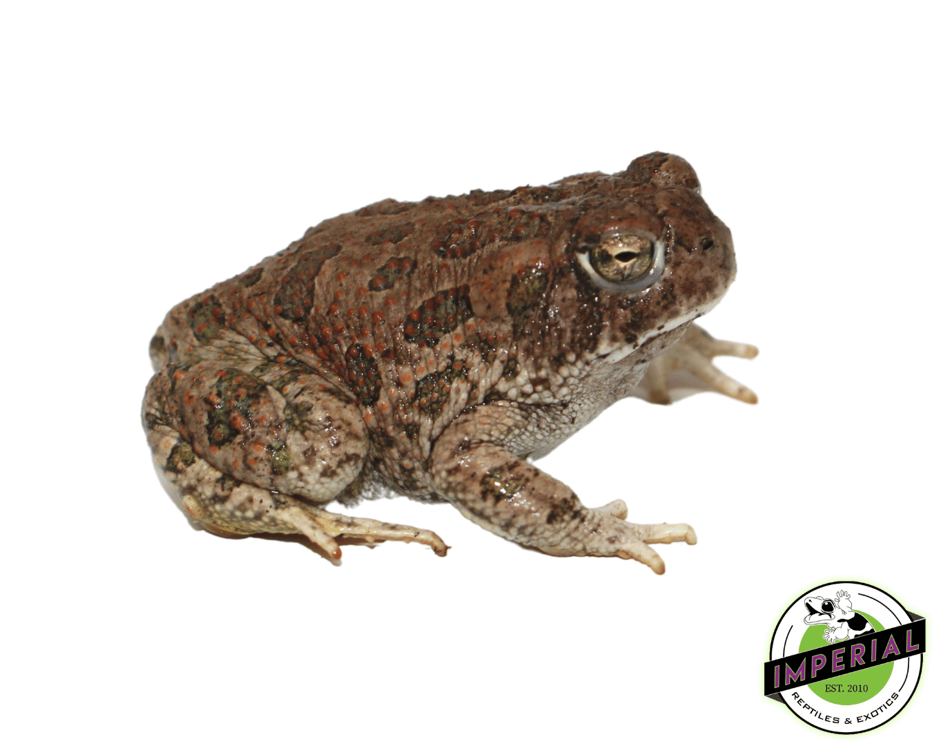great plains toad lizard for sale, buy reptiles online