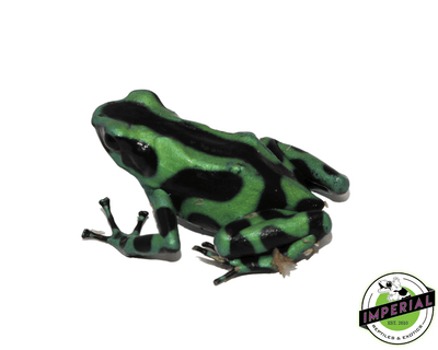 green and black poison dart frog for sale, buy reptiles online