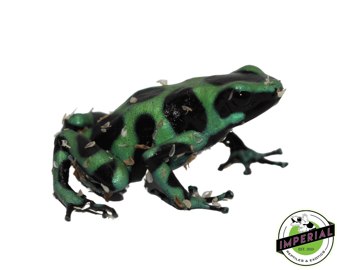 Dendrobates auratus "Green & Black" Poison Dart Frog Adult