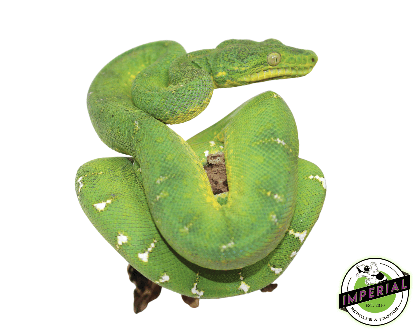 Green Emerald Tree Boa Baby For Sale Imperial Reptiles IMPERIAL
