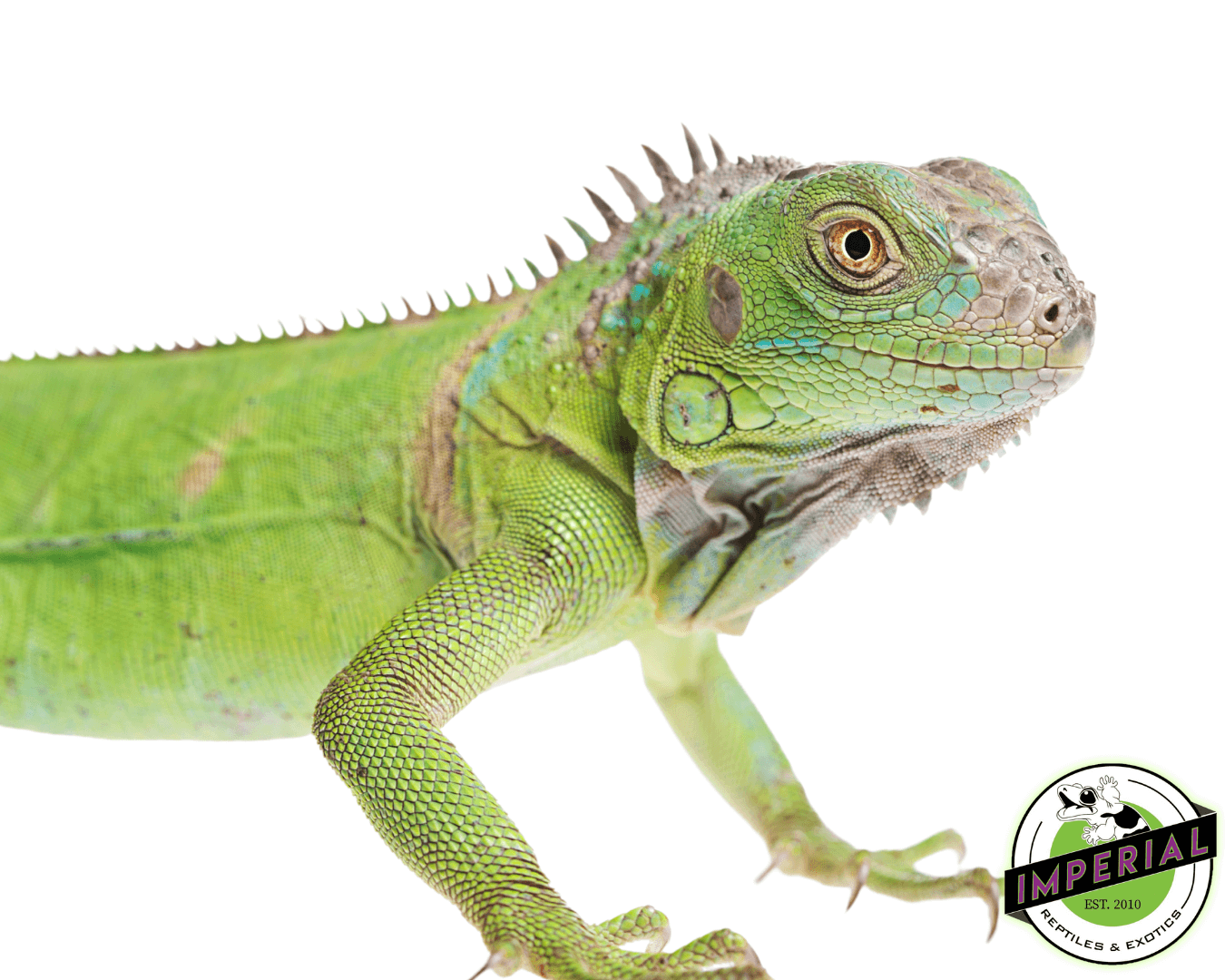 green iguana for sale, buy reptiles online