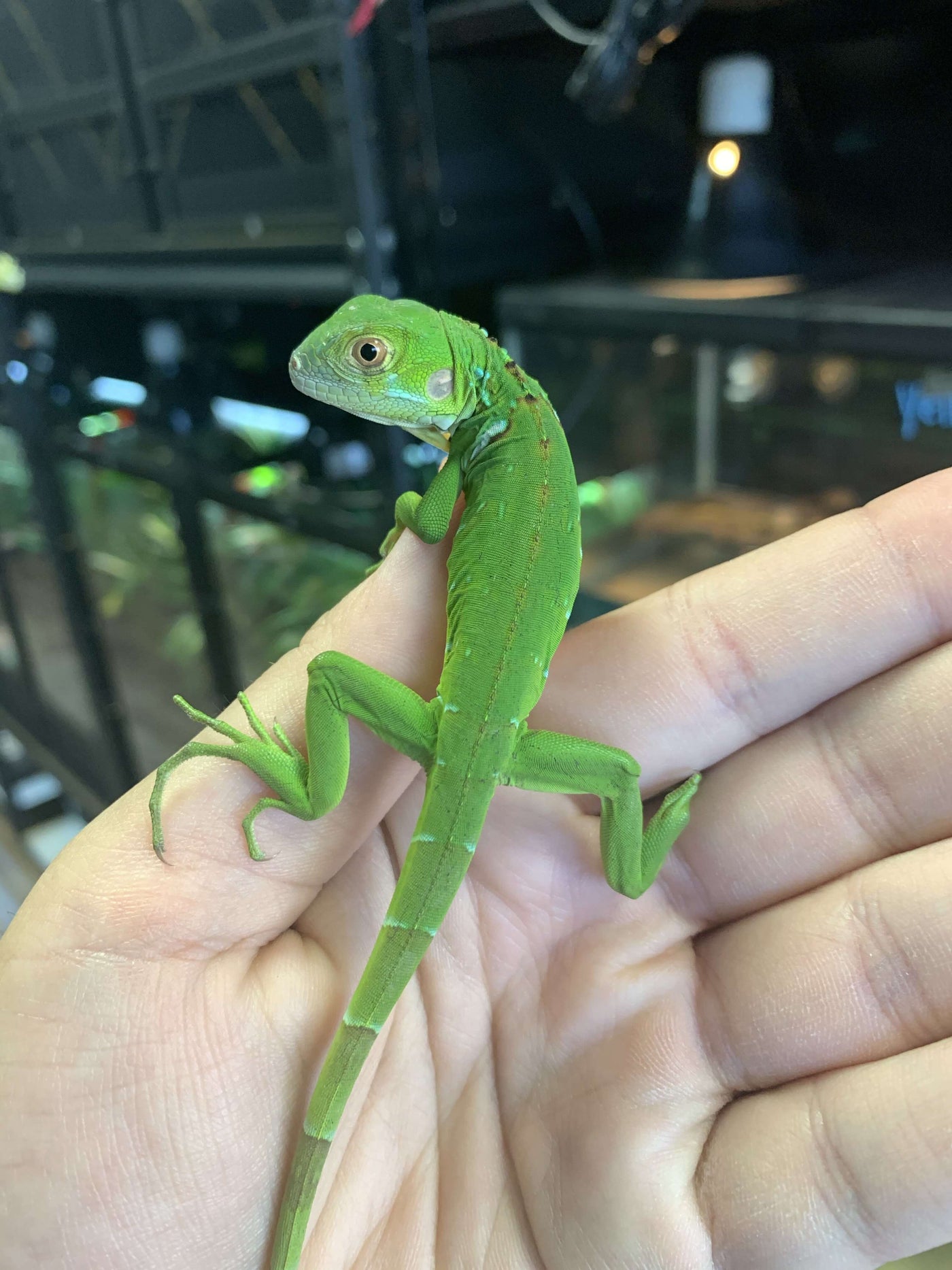Hatchling Green Iguana