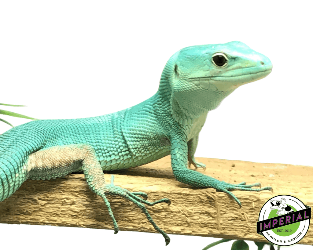 Reptile for sale deals
