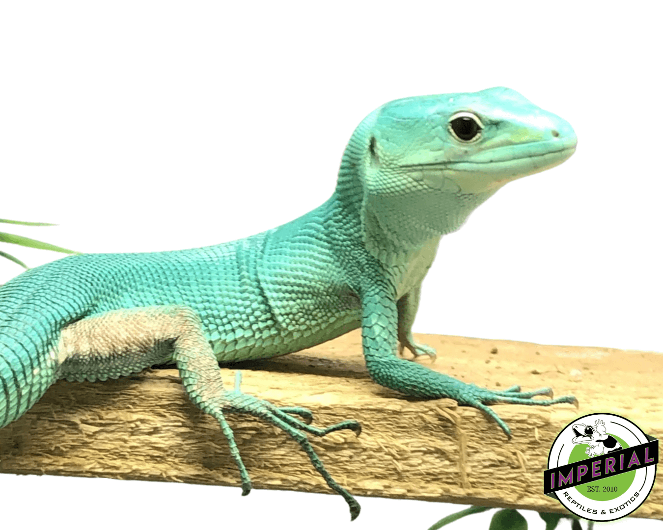 green keeled lizard for sale, buy reptiles online