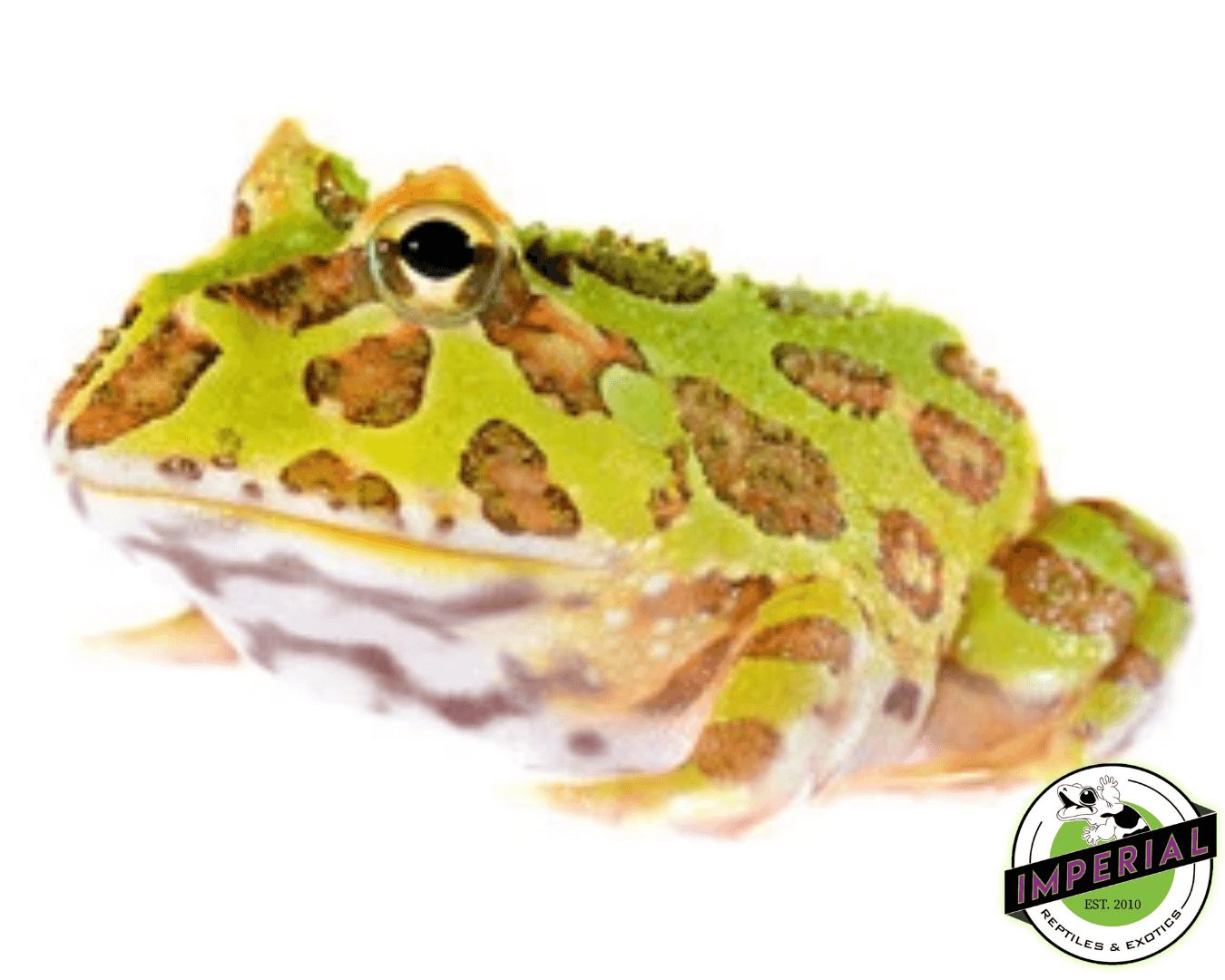green pacman frog for sale, buy amphibians online