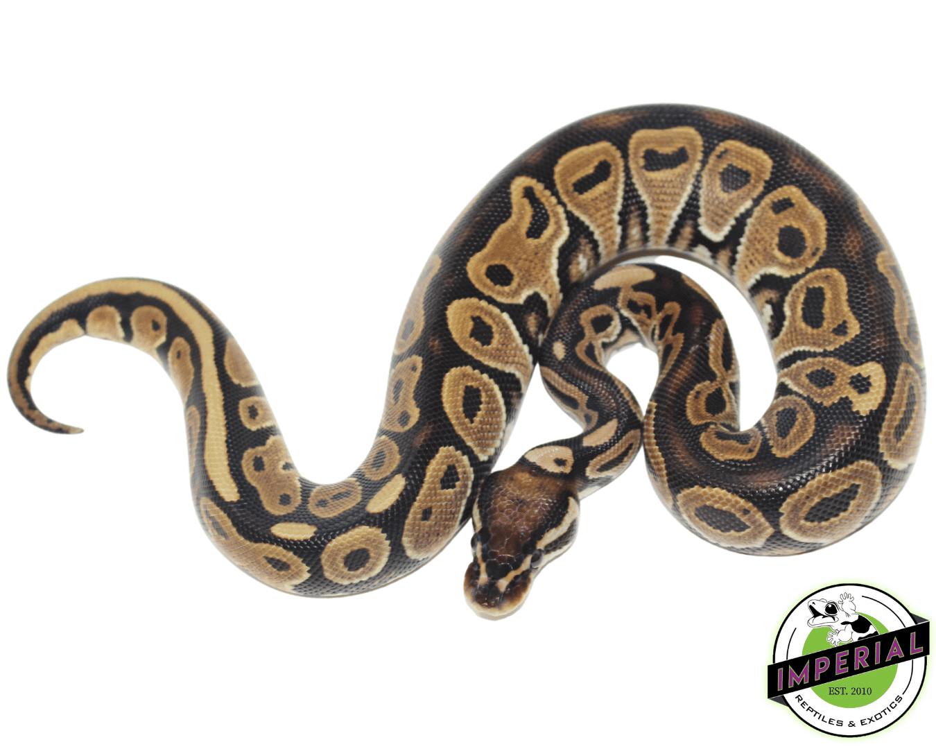 Kila Python Green Green Pastel Ball Python