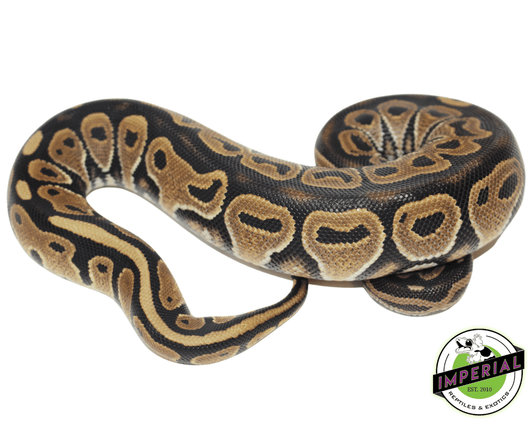 Pastel X Pastel Ball Python