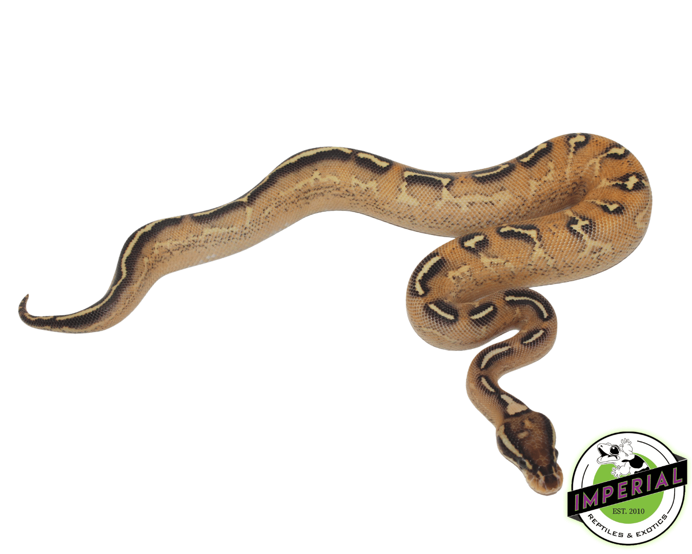 green pastel freeway ball python for sale, buy reptiles online