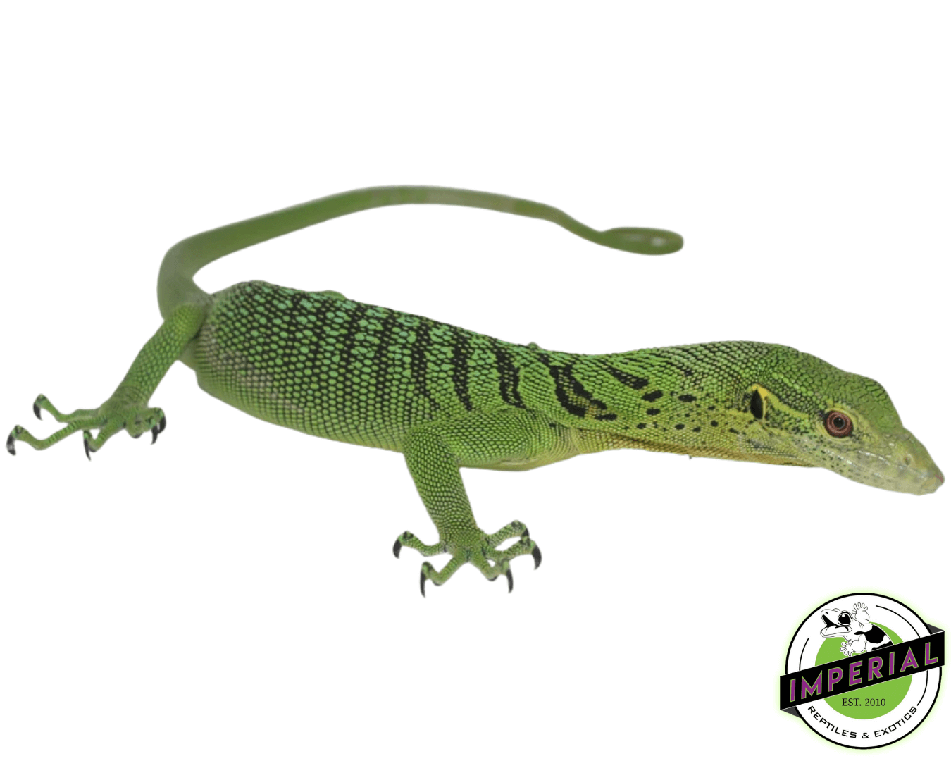 Yearling Green Tree Monitor For Sale Imperial Reptiles IMPERIAL
