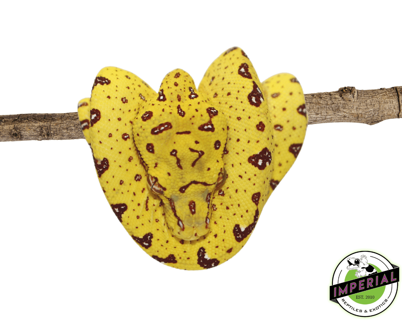Biak Green Tree Python For Sale - Imperial Reptiles – IMPERIAL REPTILES