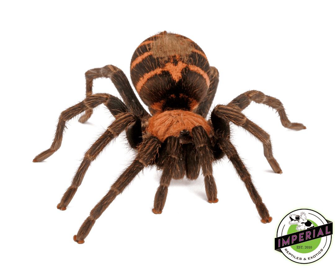 gutamalan-tiger-rump-tarantula